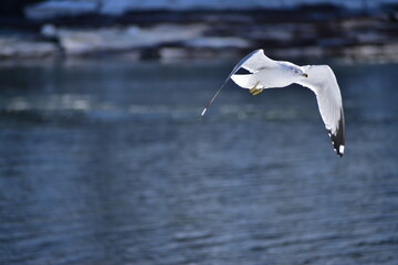 Seagull by the river.