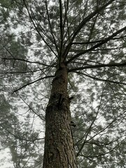 tree in the forest