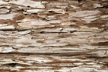 Plakat California Redwood tree bark closeup for textures and backgrounds