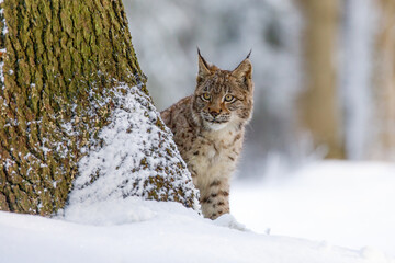 Naklejka na ściany i meble Lynx in snowy forest. Young Eurasian lynx, Lynx lynx, peeks out from behind tree. Beautiful wild cat in winter nature. Animal with spotted orange fur. Beast of prey in frosty day. Predator in habitat.