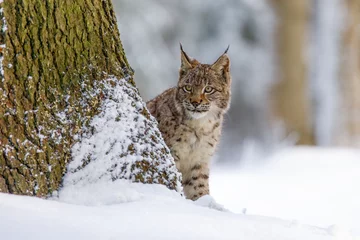 Fotobehang Lynx Lynx in snowy forest. Young Eurasian lynx, Lynx lynx, peeks out from behind tree. Beautiful wild cat in winter nature. Animal with spotted orange fur. Beast of prey in frosty day. Predator in habitat.  © Vaclav