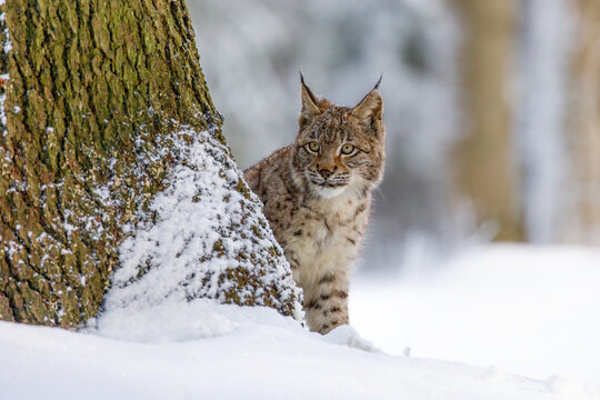 Lynx in snowy forest. Young Eurasian lynx, Lynx lynx, peeks out from behind tree. Beautiful wild cat in winter nature. Animal with spotted orange fur. Beast of prey in frosty day. Predator in habitat.