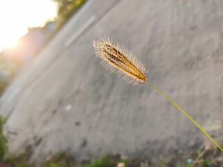 Grass flower living alone at morning