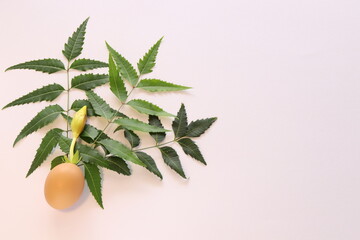 Fresh green leaves with a flower bud on a white background with a space for text. Leaves and flower growing from an egg.