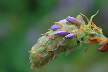 Wisteria flowers in the park, North China