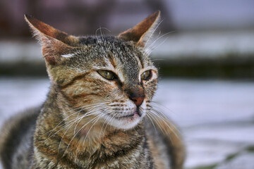 Portrait of gray cat