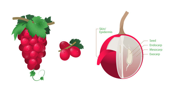Realistic Bunch of Fresh Red Grapes and A Sliced Grape vector in white background. Grapes anatomy for Infographic