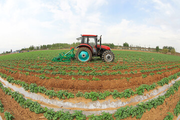 Farmers drive tractors in potato fields and weed on farms