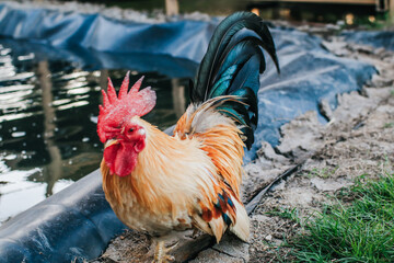 Hen Is Searching Food In The Ground. Free range chicken on an organic farm, freely grazing on a meadow. Organic farming, animal rights, back to nature concept.