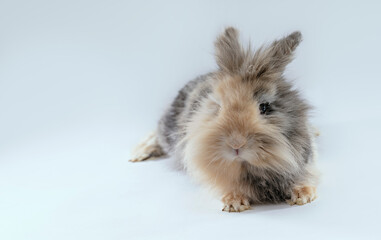 Isolated shot on white background of a lionhead cute rabbit in the studio