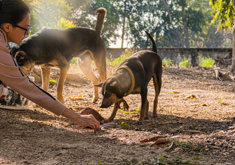 Feeding stray dog outdoor area