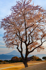 富士山と朝日に色ずいた満開の桜　静岡県静岡市日本平にて