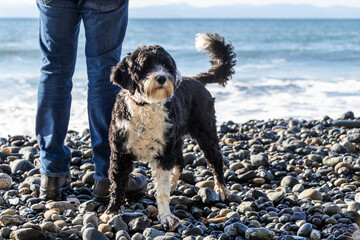 dog on the beach with a man at Juan De Fuca Provincial Park on Vancouver Island, British Columbia