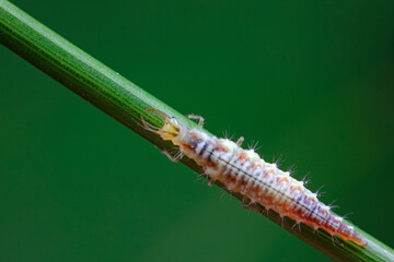 Aphid lions live on wild plants in North China