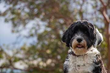 Portrait of Portuguese Water Dog at with blurred bokeh background