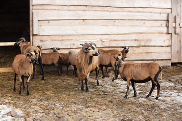 Beautiful ram with horns and a sheeps are walking in the flock on the farm. Livestock raising.
