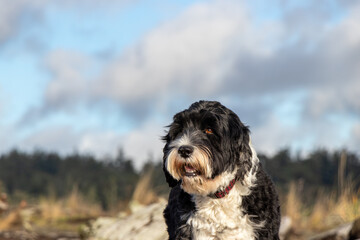 portrait of a dog standing on Coburg Beach on Vancouver Island, Canada