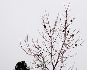Song sparrows perched on tree branches during the winter season in Prescott, Arizona