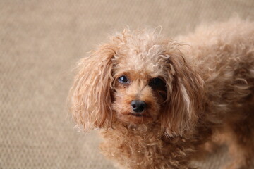 Portrait of a red toy poodle