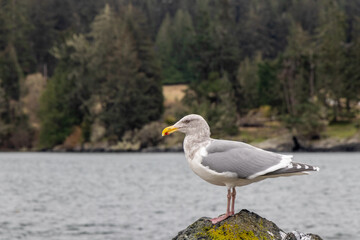 Seagull standing on the shore at Whiffen Spit in Sooke on Vancouver Island, BC