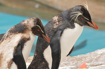 連れ立って歩くペンギン