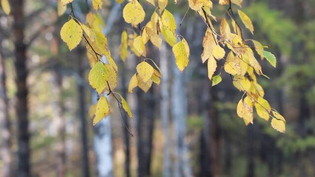 Autumn background. Yellow foliage on the branches swaying in the wind on a forest background.