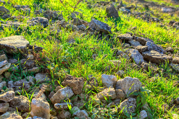 Nature stones and grass . Natural background