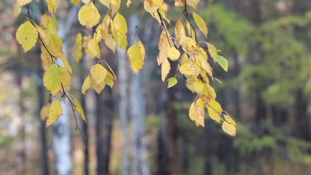 Autumn background. Yellow foliage on the branches swaying in the wind on a forest background.