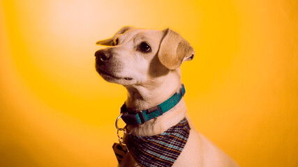 perro adorable con fondo amarillo y mirada fija