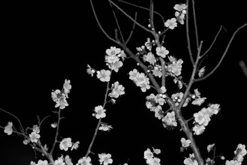 明け方の梅林公園。梅の花が咲き始めた。もうすぐ春のきざし