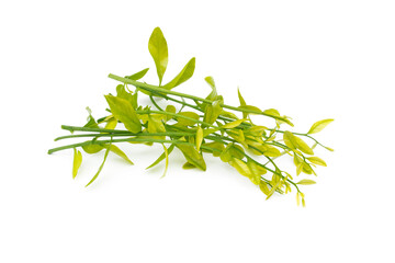 Melientha suavis Pierre (Pak Phak Wan) on white background. Young leaves to cook a variety of dishes, both boiled and stir-fried