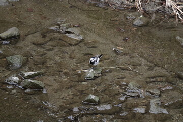 人間社会の傍で暮らす生き物たち