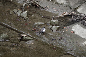 人間社会の傍で暮らす生き物たち