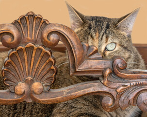 Tabby cat face staring with one eye through ornate antique furniture woodworking