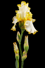 Yellow flower of iris, isolated on black background