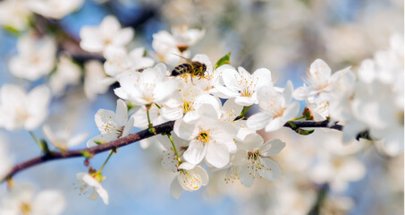 Honey bee