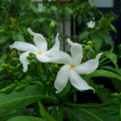 lily of the valley flower