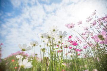 Obraz na płótnie Canvas Beautiful pink and white Cosmos Flower Field With sunlight on blue sky background