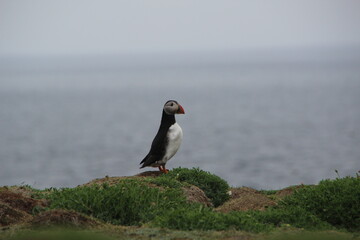 Common (Atlantic) Puffin, Isle of May, Firth of Forth, Scotland.
