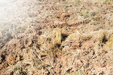 Tilling rice stubble to add nutrients in the soil, not burning rice stubble.