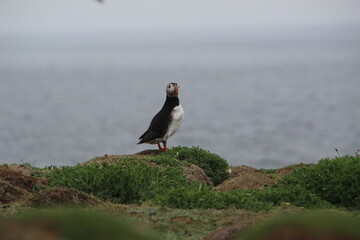 Common (Atlantic) Puffin, Isle of May, Firth of Forth, Scotland.