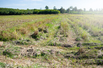 Rice fields that have been harvested