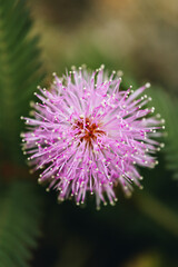 Macro shot of a purple flower 