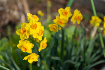 Fototapeta premium 道端に咲く水仙(スイセン)の黄色い花