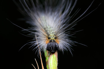 Lepidoptera larvae inhabit wild plants, North China