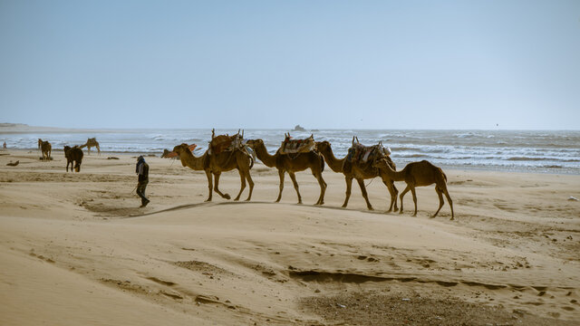 Camels on the ocean shore