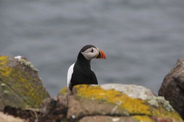 Common (Atlantic) Puffin, Isle of May, Firth of Forth, Scotland.