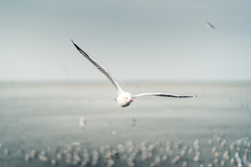 The seagull in the morning