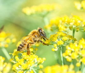 Honey bee (Apis mellifera) climbing from one fennel flower cluster to another.  Close up.  Copy space.  