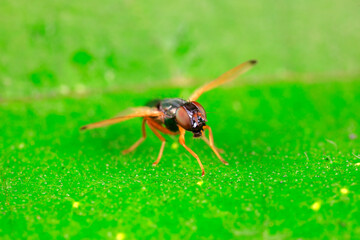 Flies inhabit wild plants in North China